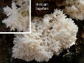 Hericium flagellum-amf903